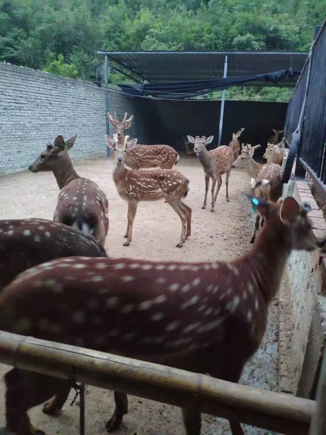 郧阳区特产信息详情