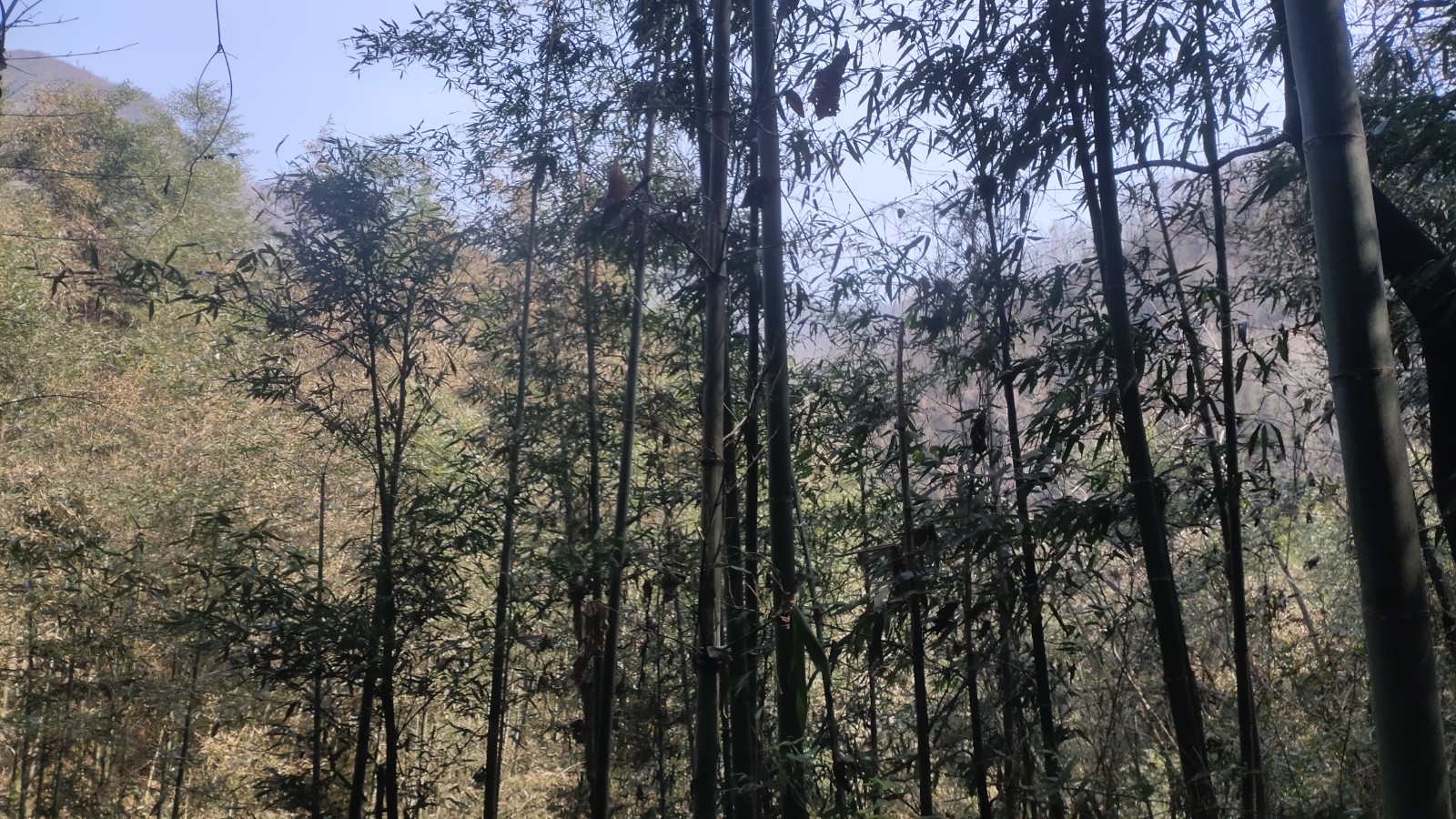 土地沟村经济信息