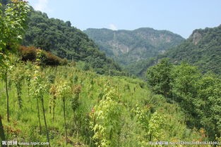 洄水沟数字经济信息