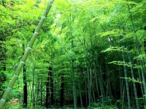 洞沟村数字经济信息