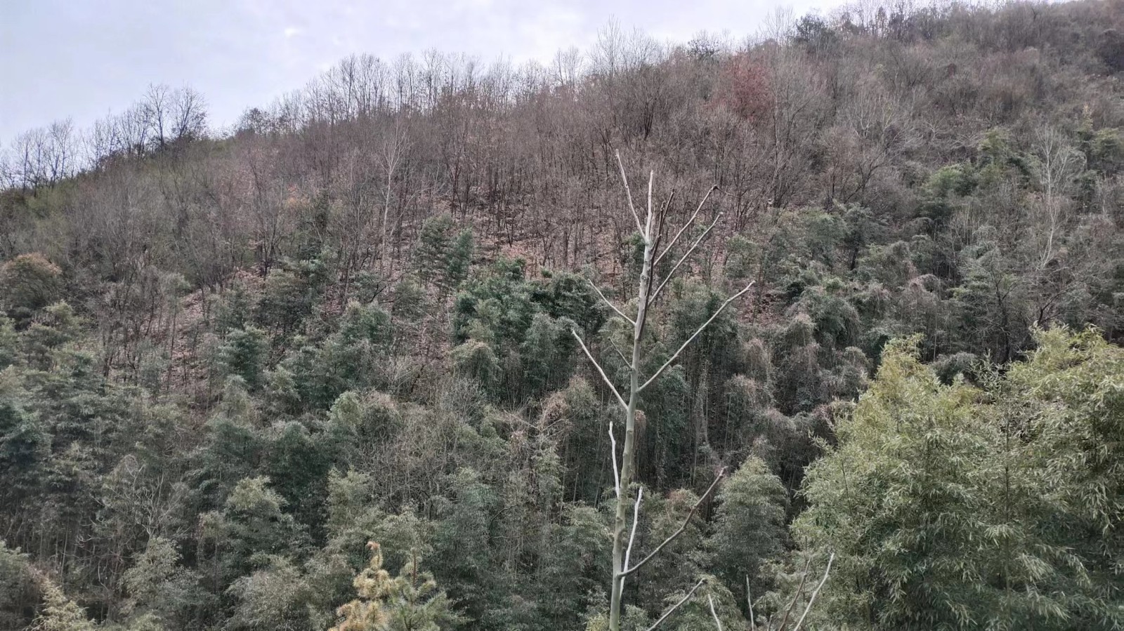 漆沟村林地流转信息