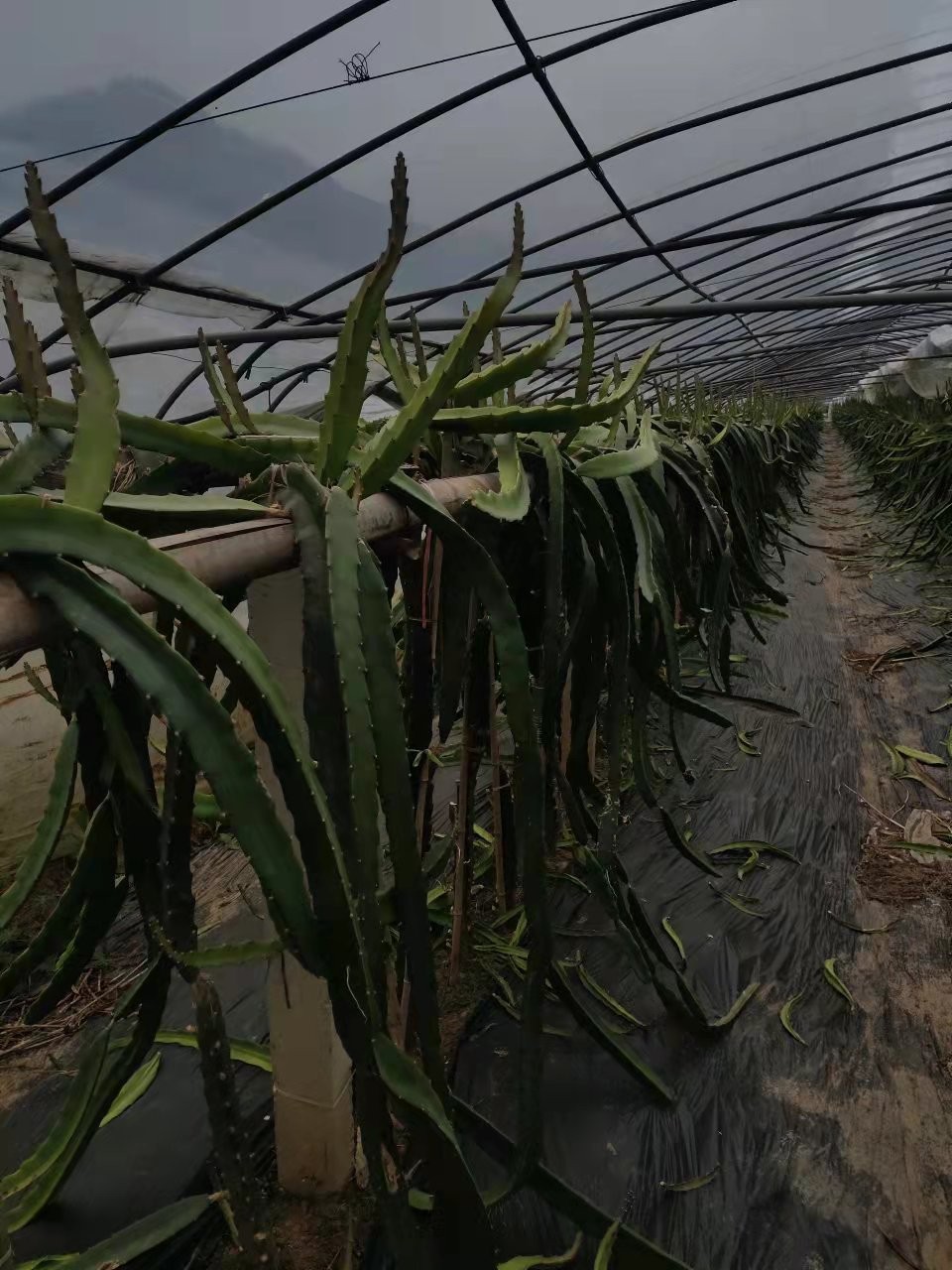 胡家营村经济信息